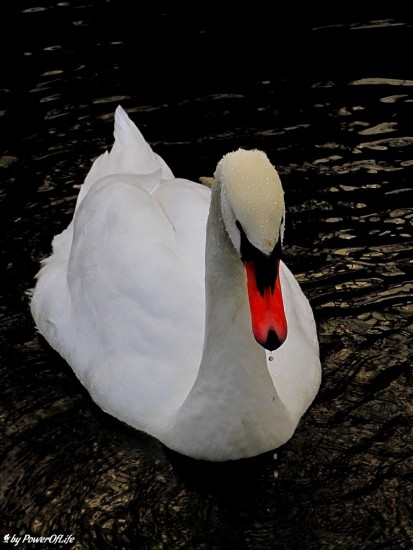 88cd4d71276f33df-large