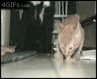 Cat_defends_food