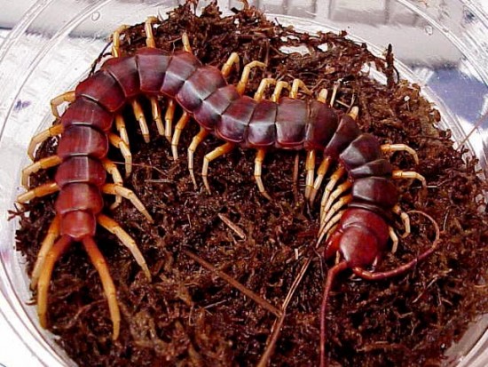 Scolopendra_gigantea