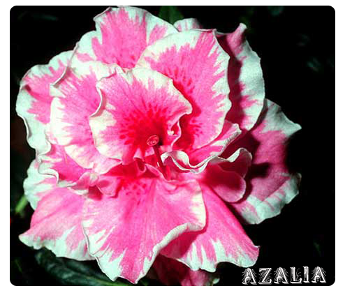 photo-010-azaliia-vereskovye