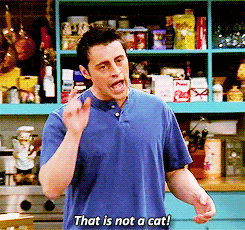 THATSNOTACAT