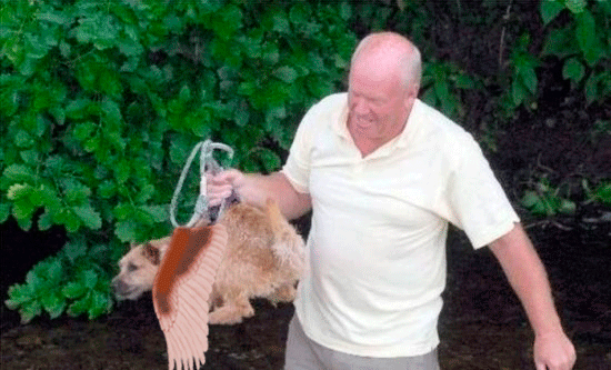 собака-с-дерева