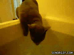 caturday-bathtime_sg