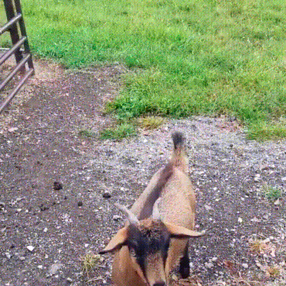 fainting-goat-10
