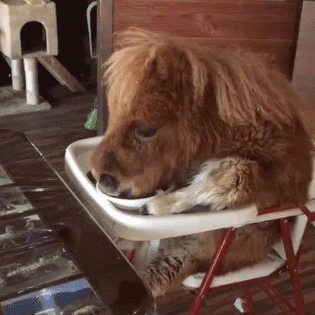 Top_Gif