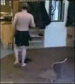 funny-falling-29