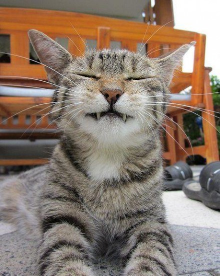 кот