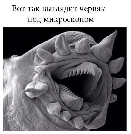 15563990