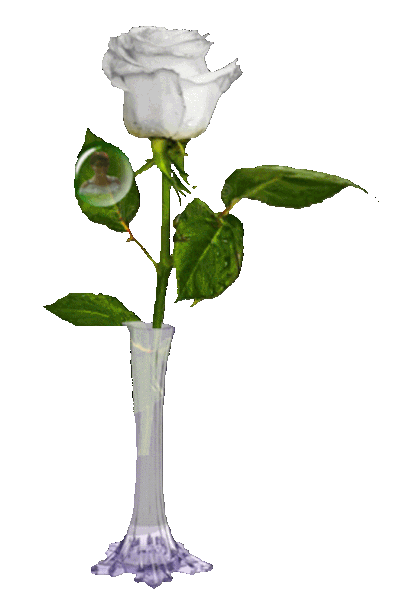 biala roza