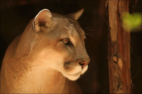 c0d4c7925cbe278fee50e9914a7f62c4