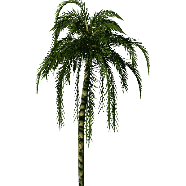 600px-Greenhouse-Palm-jubaea01