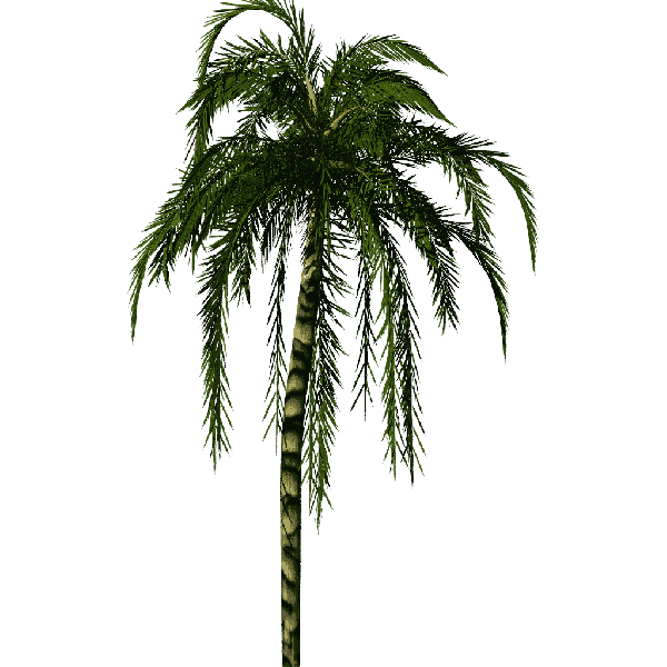 600px-Greenhouse-Palm-jubaea01