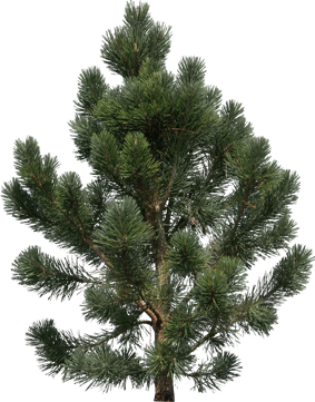 Сосна 2 ночь