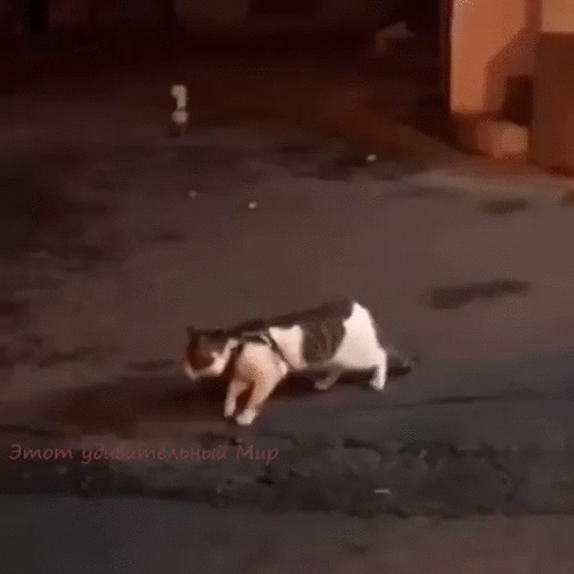 пара он тебе