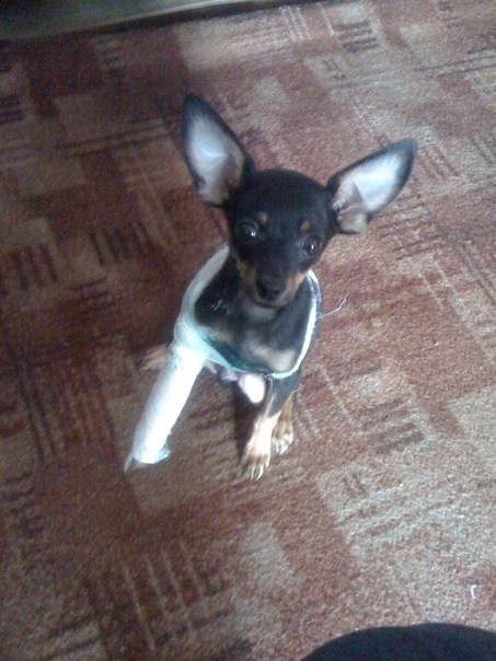 Собакапонедельник