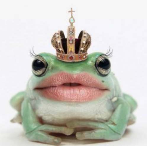 frog