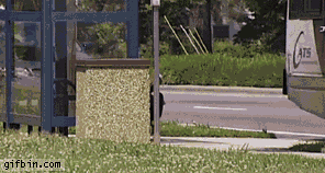 1308067328_turkey_chasing_bus