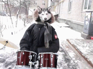 пес-танцор-барабанщик