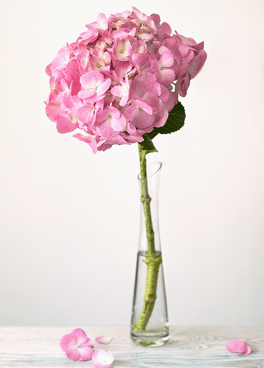 9petal1-