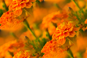 Бесшовные Оранжевые фоны от tane4ki 777