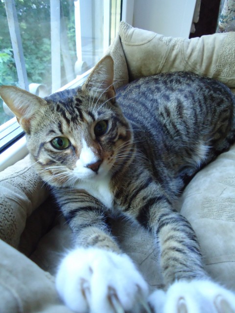 259538_237099849635904_100000076712744_949685_1260466_o