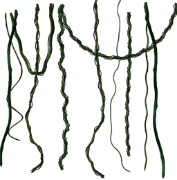 Lill-vines1