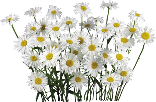 flower-001