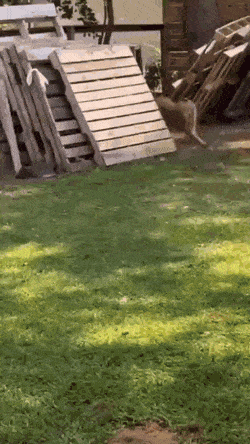 barno-gifs-11-1