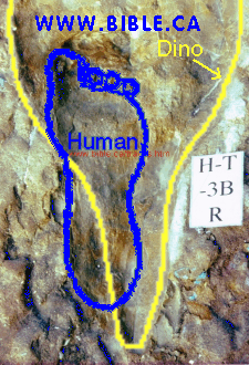 Una_pisada_humana_se_superpone_a_la_de_un_dinosaur