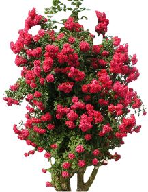_roza_2_yapfiles.ru