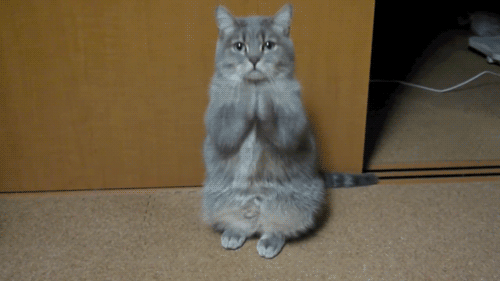 please-pretty-please-cat-gif1