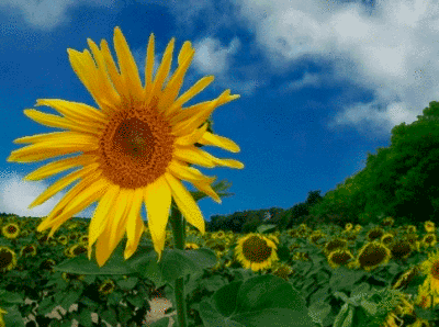 sunflower-7-(2)