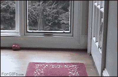 Pet_door_dog_squeezes