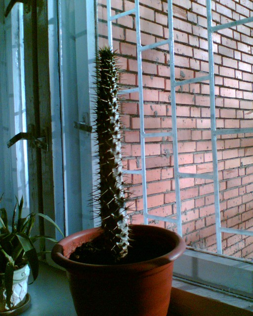 Кактусик1