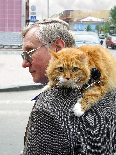 33Kot_na_plech2a-bl_sha_sat_del_oblaka_bez_Sloya