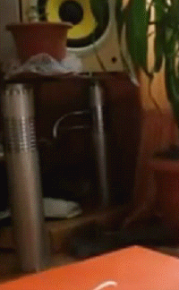 Cat gone (Part 2)-new