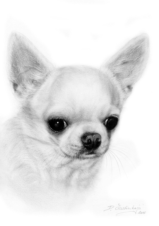 Chihuahua (9)