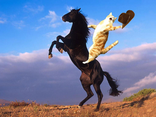 rising-horse-wallpapers_12851_1024x768