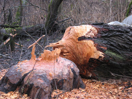 человек-бобер
