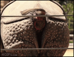 Носорог навалил кирпичей