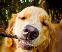 animais-animals-cao-dog-happy-Favim.com-77506_thumb