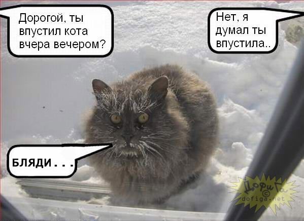 кот за окном.Бляди