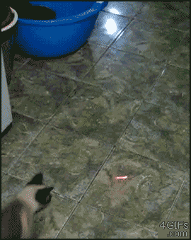 Spider_cat_laser_pointer