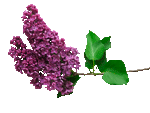 97681462_сирень
