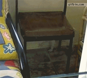 Смышленый пёсик 