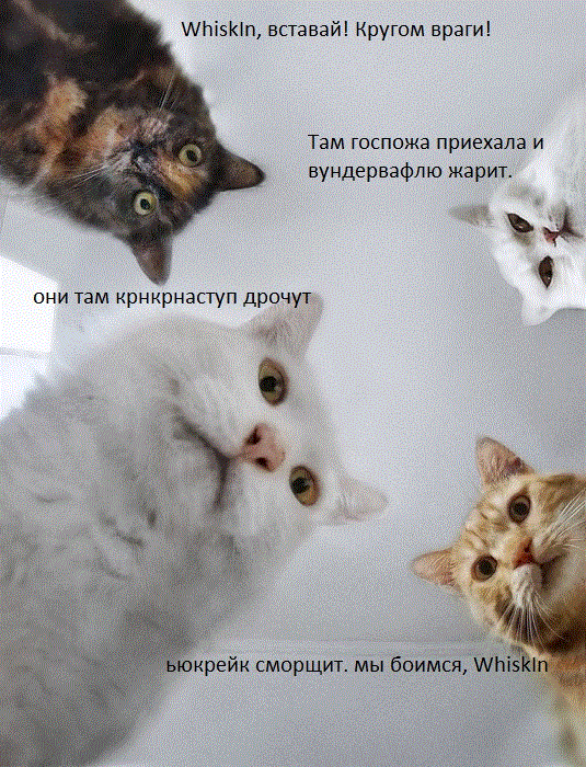 коты.gif