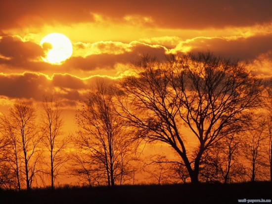 Trees%20Silhouetted%20at%20Sunset,%20Virginia