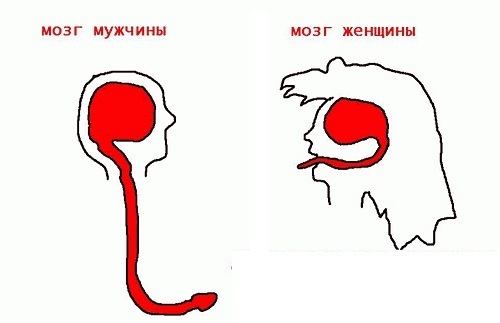Мозги