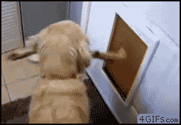 Dog_petdoor_fail