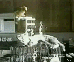 gifs_09